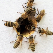 boba-jaglicic-EmwhXkCiMiA-unsplash-800x754-1